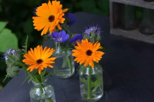 Mézontófű ültetődoboz (Méhlegelő egynyári virág vetőmag)