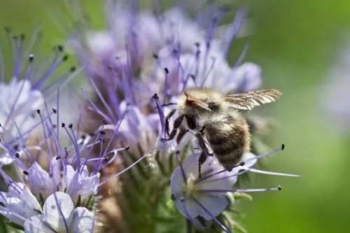 Mézontófű ültetődoboz (Méhlegelő egynyári virág vetőmag)
