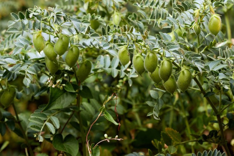 Csicseriborsó ültetődoboz (csicseriborsó vetőmag) - ZümiShop