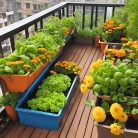 Kis balkon, nagy kert csomag 7 doboz 6 db.-os  Viráglabda csomag