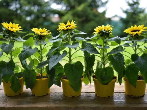 Nyári napsütés viráglabda törpe napraforgó vetőmagokkal 