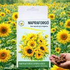 Napraforgó viráglabda 6 db.-os -napraforgó vetőmaggal