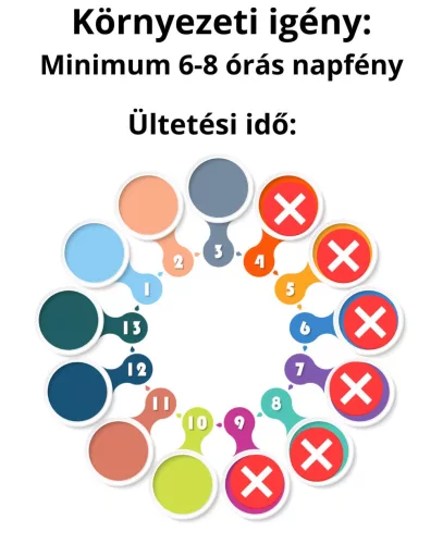 Facélia viráglabda  (Egynyári mézontófű vetőmaggal) 48 db