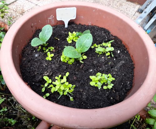 Facélia viráglabda  (Egynyári mézontófű vetőmaggal) 12 db