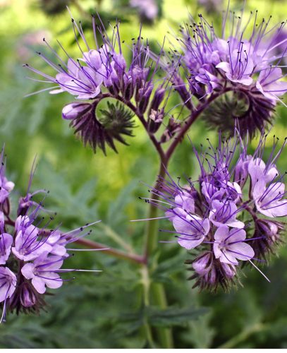 Facélia viráglabda  (Egynyári mézontófű virágmaggal) 6 db