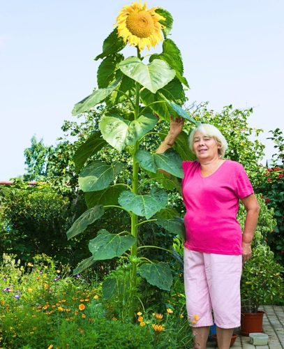 Zümi 12 db.-os Óriás napraforgós viráglabda -óriás napraforgó vetőmag