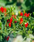 Seed lollipop chili kert viráglabda ( poseidon csili paprika)