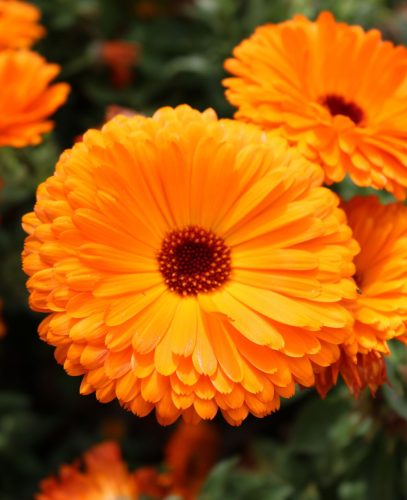 Körömvirág viráglabda 12 db (egynyári körömvirág vetőmaggal)