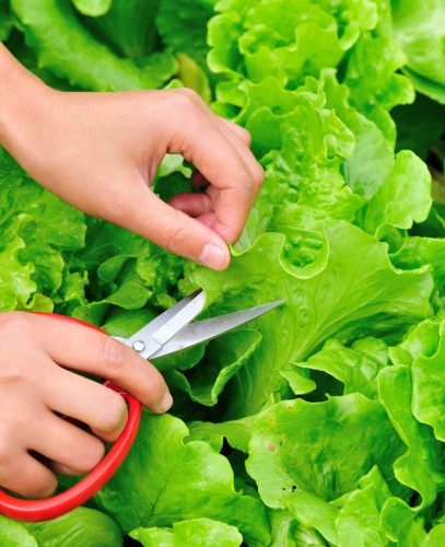 6 db Salátabár viráglabda  (tépősaláta vetőmag mix)