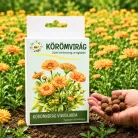 6 db Körömvirág viráglabda (egynyári körömvirág vetőmaggal)