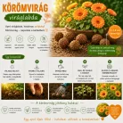 6 db Körömvirág viráglabda (egynyári körömvirág vetőmaggal)