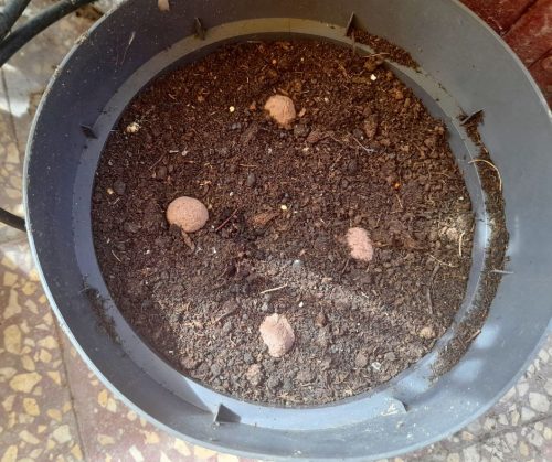  Fűszerkert viráglabda (Fűszernövény vetőmag mix) 12db