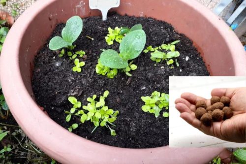 Tavaszi viráglabda csomag: 2 doboz viráglabda + 1 db 40 cm balkonláda+alj