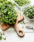 Mikrozöld lucerna kémcsőkert (Lakásban is termeszthető lucrna mikrozöld vetőmag)