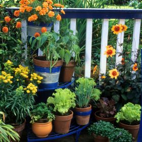 5 balkon növény, amelyek jól bírják a tűző napot