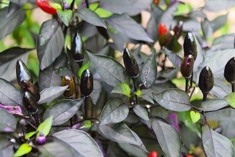 royal black chili paprika