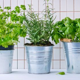 3 fűszernövény, amelyeket a konyhaablakban is tudsz termeszteni