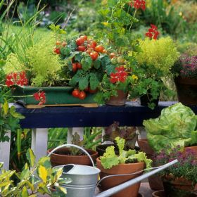 5 zöldség, amelyeket akár a balkonon is tudsz termeszteni
