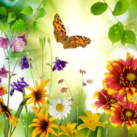 5 tipp, hogy pillangókat csalogass a kertedbe! 