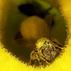 Ilyen az ideális méhlegelő magkeverék 