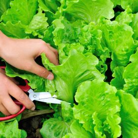 Így termessz salátát a konyhádban könnyedén