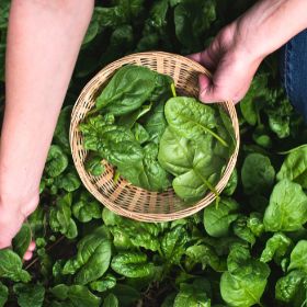 Hogyan termessz spenótot otthon: lépésről lépésre útmutató kiskertészeknek